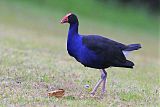 Australasian Swamphen